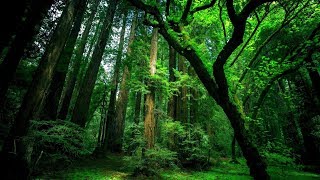 Rahatlatıcı orman ve kuş sesleri  relaxing forest sounds relaxingsounds 1080pnature kuşsesi HD [upl. by Wynne]