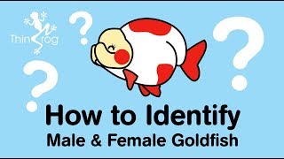 How to identify male and female Goldfish [upl. by Elehcim410]