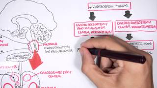 Compensatory Mechanisms of Medical Shock [upl. by Barrow]