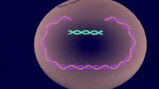 Virus Lysogenic amp Lytic Cycle [upl. by Saxena377]