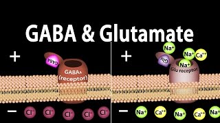 Neuroscience Basics GABA and Glutamate Animation [upl. by Ahsilef]