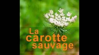 Identifier la carotte sauvage  Daucus carota [upl. by Eryt]