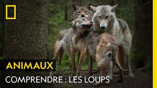 COMPRENDRE  les loups [upl. by Letsirhc]