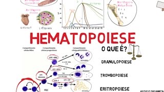 Hematopoiese [upl. by Bellda670]