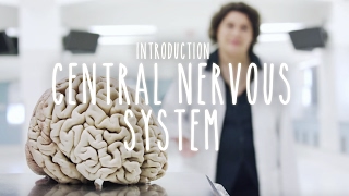 Neuroanatomy S1 E1 Intro to the Central Nervous System neuroanatomy science medicine brain [upl. by Siravaj]