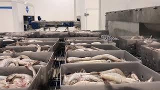 Brine Freezing Line for Shrimps [upl. by Neras]