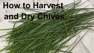 How to harvest and dry chives [upl. by Sigismundo]