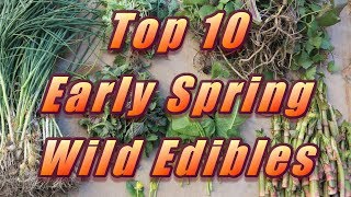 🌿 My Top 10 Early Spring Wild Edibles [upl. by Notseh918]