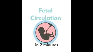 Fetal circulation in 2 mins [upl. by Sarchet]