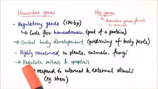 A2 Biology  Homeobox genes OCR A Chapter 193 [upl. by Mayce905]