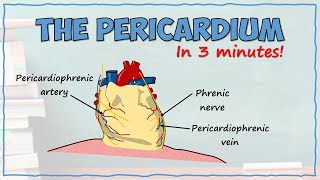 The Pericardium [upl. by Ariahs]