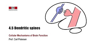 45 Dendritic spines [upl. by Hoshi]