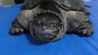 Mexican snapping turtle chelydra serpentina rossignoni メキシカンスナッパー [upl. by Nahguav]