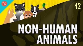 NonHuman Animals Crash Course Philosophy 42 [upl. by Kaitlynn8]