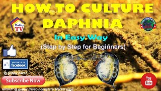 HOW TO CULTURE DAPHNIA In Easy Way [upl. by Anitsahs]