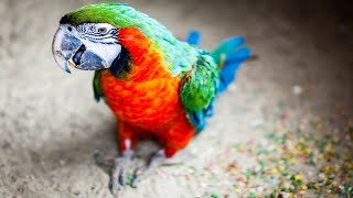 Funny Parrots Talking Like Humans  Seriously Hilarious [upl. by Eniron]