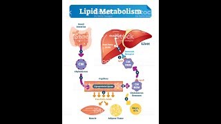 LIPID METABOLISM Biochemistry Session 1Lipid Digestion [upl. by Ennahgem]