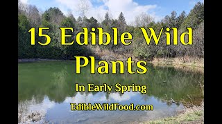 15 Edible Wild Plants in Early Spring [upl. by Dorie617]