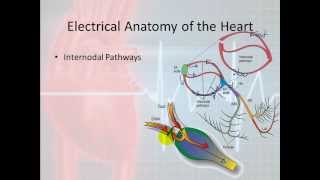 Basic Electrophysiology part 3  Electrical Anatomy part 1 [upl. by Ykvir]