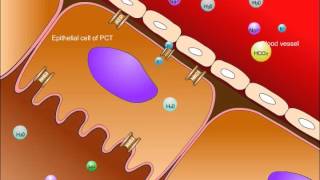 USMLE® Step 1 High Yield Nephrology Renal Tubular Acidosis [upl. by Juakn]