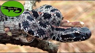 Smallest Rattlesnake in the WORLD  Pygmy Rattlesnake [upl. by Isyad]