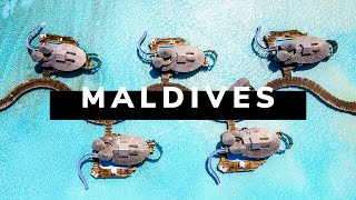 MALDIVES TRAVEL DOCUMENTARY  The Pearls of the Indian Ocean [upl. by Eellehs]