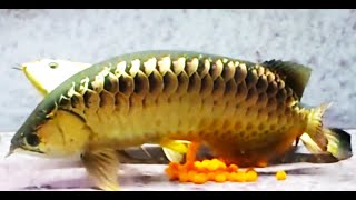 The Complete Life Cycle of Arowana Fish  The Silent Superman  The arowana father [upl. by Cheston]