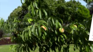 Common Fruit Tree Diseases [upl. by Bernarr]