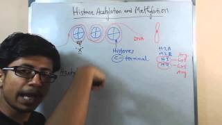 Histone acetylation and methylation [upl. by Nallak]