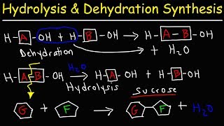 Hydrolysis and Dehydration Synthesis Reactions [upl. by Oirogerg]