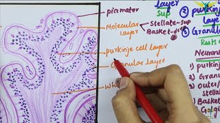 Histology of CEREBELLAR CORTEX [upl. by Kunkle]