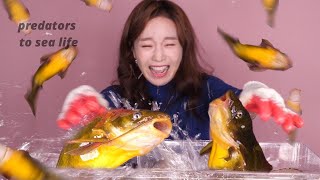 ssoyoung vs her food [upl. by Elmajian]