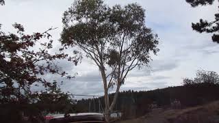 Eucalyptus pauciflora on Salt Spring Island [upl. by Llenrub542]