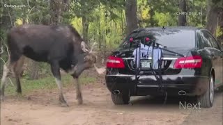 Moose commits hitandrun witness leaves note for car owner [upl. by Anauqat536]